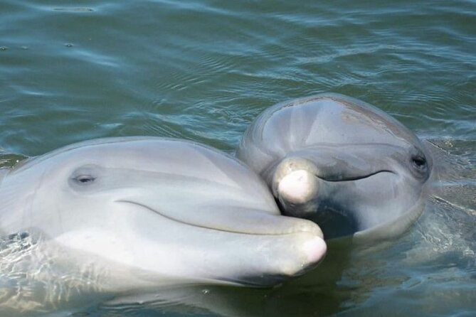 sea-thunder-cruise-2-hour-tour-surrounded-by-dolphins-in-s-c