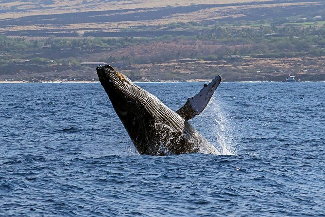 seasonal-small-group-humpback-whale-watching-in-kona