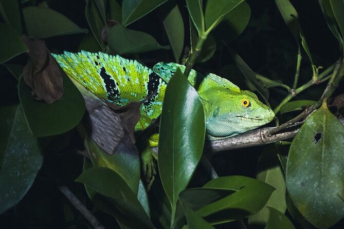 secret-night-walk-in-tortuguero