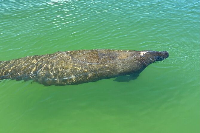 self-guided-ecotour-clear-standard-kayaks-bonita-springs