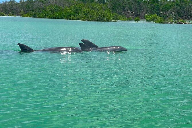 self-guided-standup-paddle-board-ecotour-bonita-springs