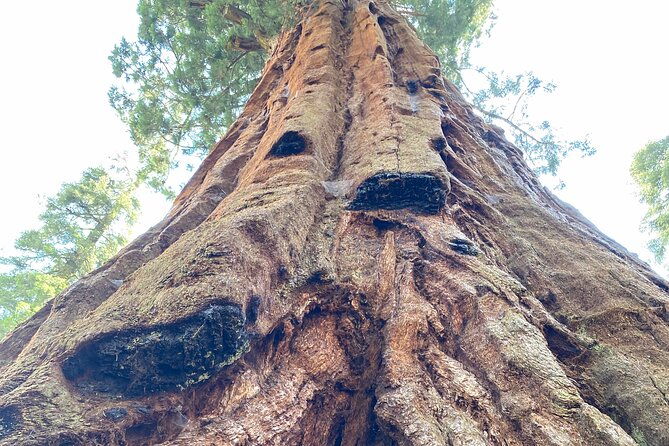 semi-private-tour-to-sequoia-national-park-with-lunch-2