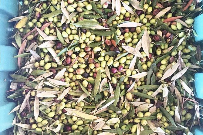semi-private-wine-and-olive-oil-tour-transfer-lunch-incl