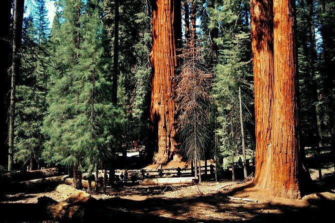 sequoia-full-day-private-tour-and-hike