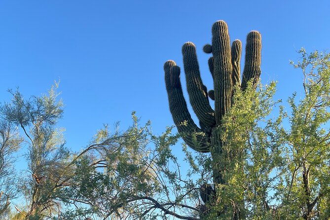 serene-botanical-tour-of-the-sonoran-desert-guided-nature-walk