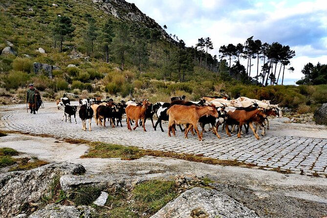 serra-da-estrela-half-day-off-road-tour-with-cheese-tasting