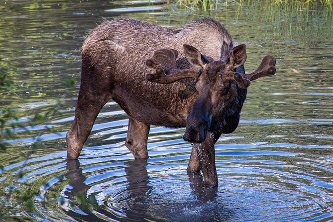 seward-to-anchorage-post-cruise-curated-wildlife-tour-transfer