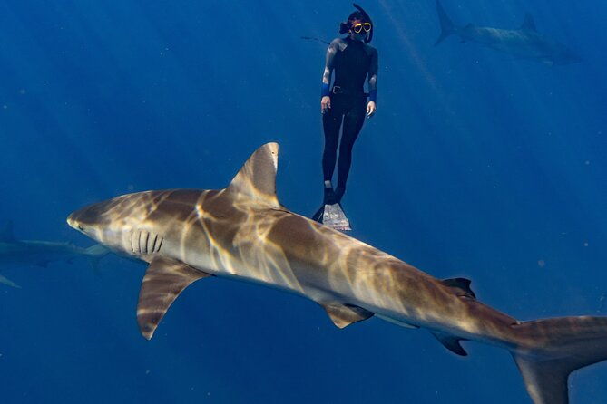shark-diving-and-snorkeling-in-oahu-hawaii