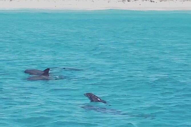shell-island-dolphin-sightseeing-boat-tour-2
