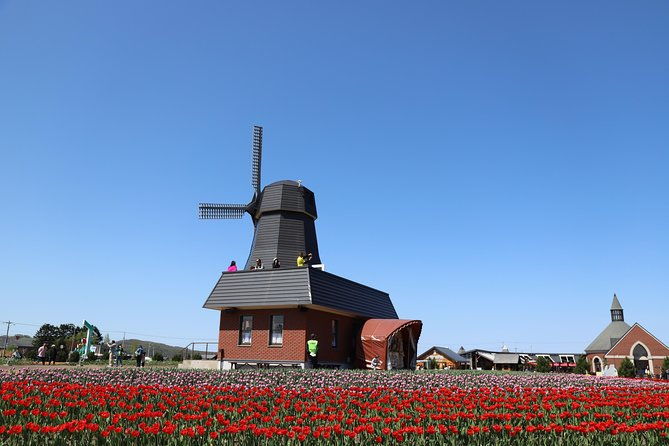 shibazakura-tulip-going-by-private-car-shibazakura-takinoue-park-and-kamiyubetsu-tulip-park-from-sapporo