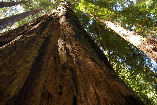 shore-excursion-guided-tour-to-muir-woods-with-roundtrip-journey