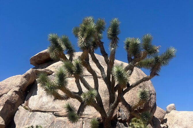 sightseeing-adventure-tour-of-joshua-tree-national-park-2