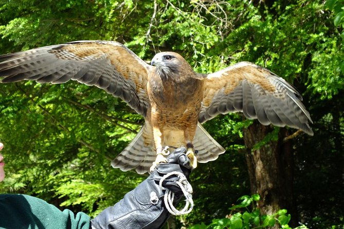 sitka-premium-tour-private-alaska-raptor-center-fortress-of-the-bearstotems-2