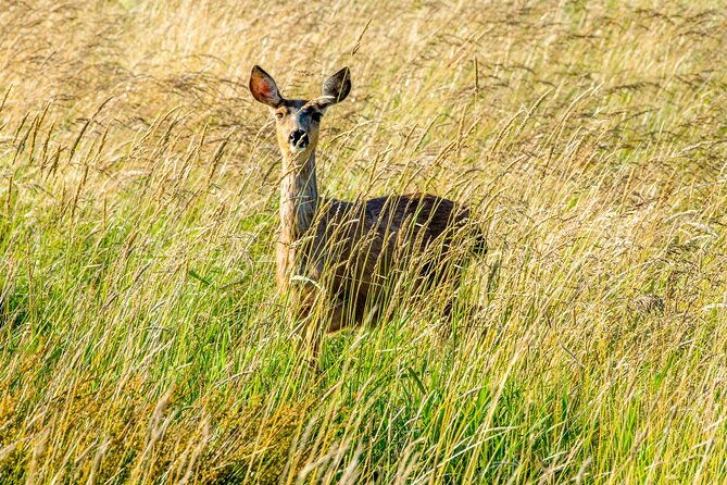 skagit-valley-birding-deception-pass-day-tour-from-seattle