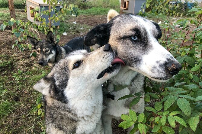 sled-dog-kennel-tour