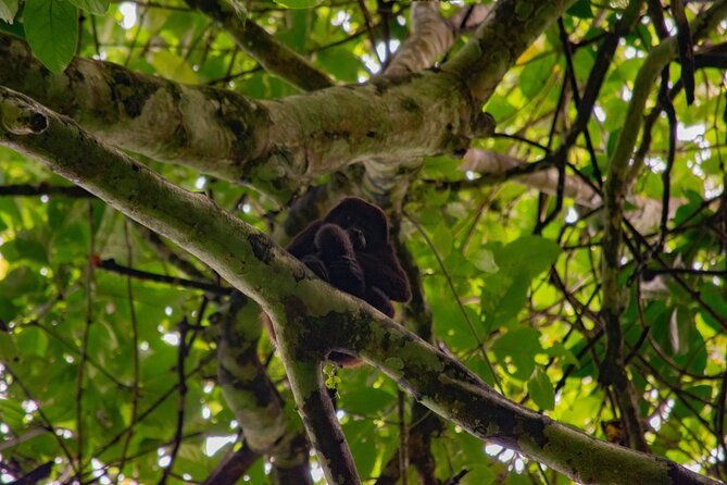 sloth-and-monkey-wild-life-tour