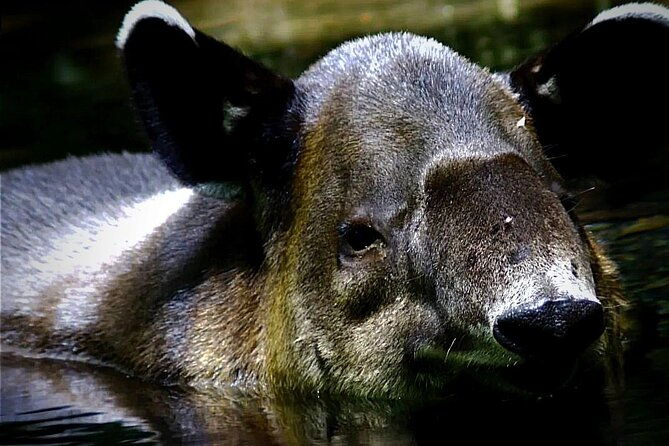sloth-encounter-rainforest-experience