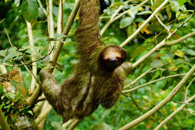 sloth-watching-tour