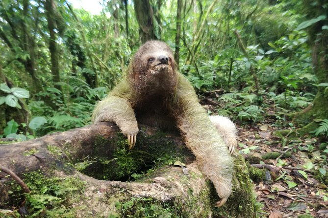 sloth-watching-trail