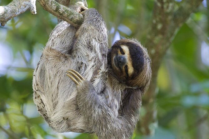 slothfrogs-hanging-bridgescoffee-chocolate-and-waterfall-tour