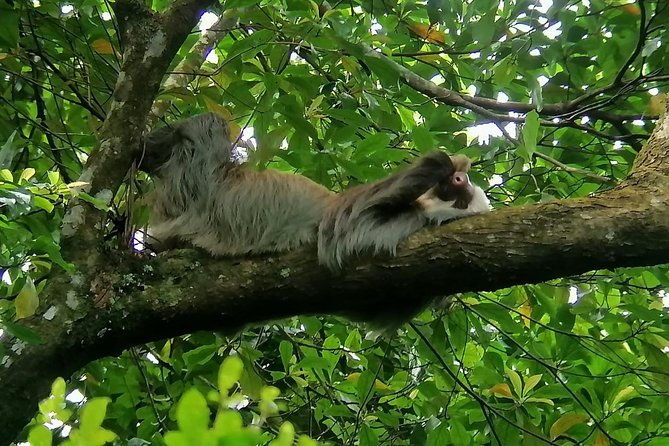 sloths-observation-and-coffee-chocolate-sugarcane-experience