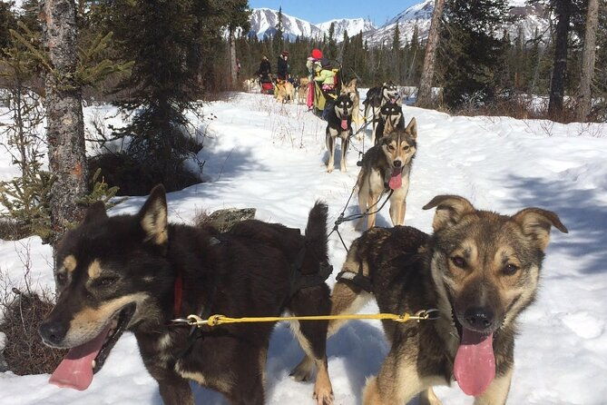 small-group-dog-sledding-experience-in-sterling