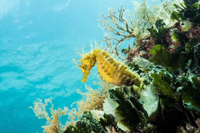 small-group-introductory-scuba-diving-in-pula