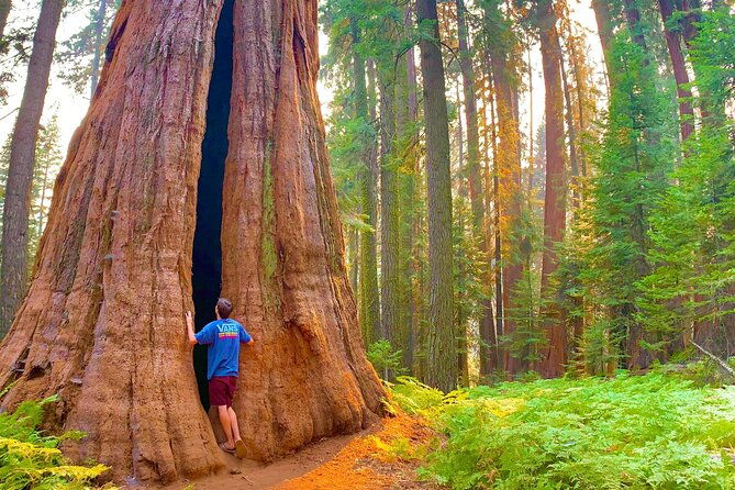 small-group-sequoia-tour-from-wuksachi-lodge-with-lunch