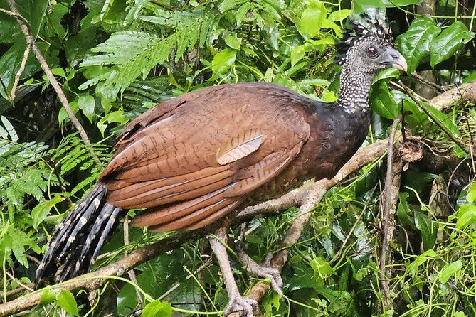 small-group-tortuguero-national-park-canoe-tour