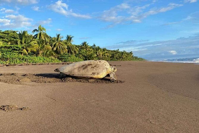small-group-tortuguero-turtle-nesting-tour