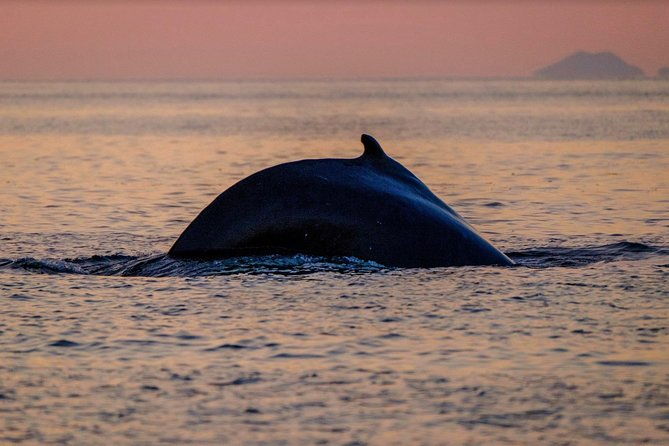 small-group-whale-watching-in-the-midnight-sun-from-reykjavik
