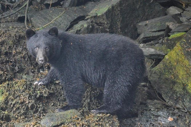 small-group-zodiac-wilderness-adventure-from-ketchikan