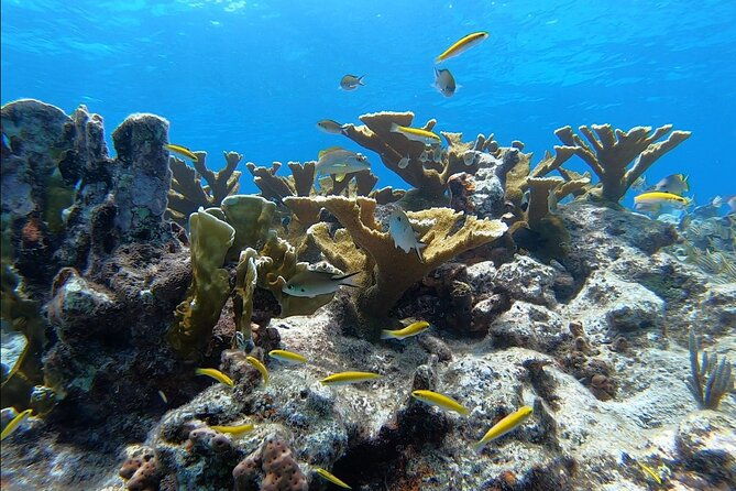 small-guided-shallow-2-tank-dive-experience-in-key-largo-all-gear-included