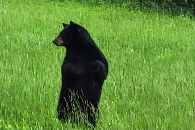 smoky-mtn-cades-cove-rr-logging-museum-foothills-pky-spring-tour