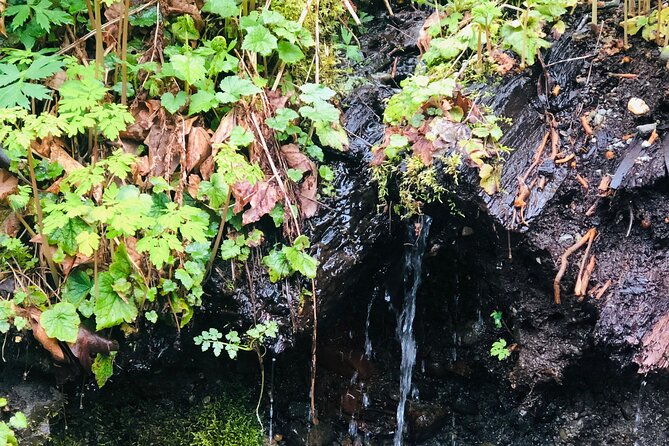 snoqualmie-falls-and-twin-falls-hike-2