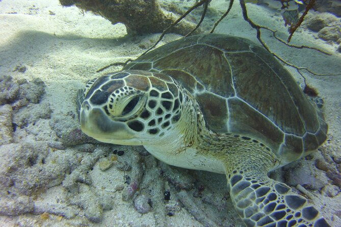snorkel-tours-to-key-largo-reef-for-up-to-6-people-includes-gear