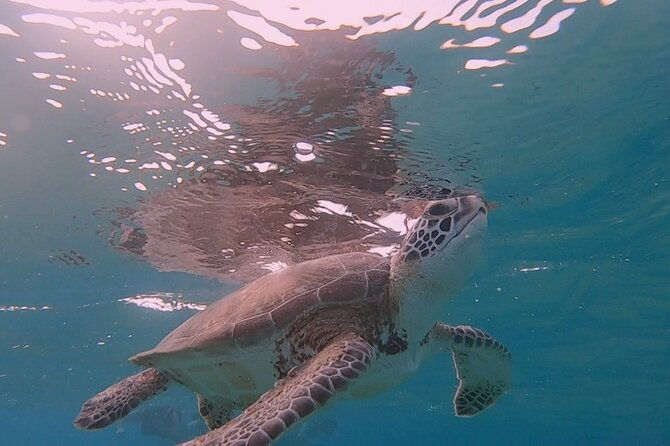 snorkel-with-turtles-see-the-flamingos