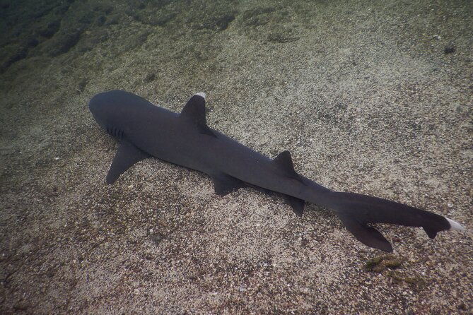 snorkeling-and-fauna-observation-at-las-tintoreras-islet