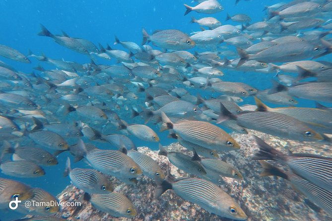snorkeling-at-catalina-islands