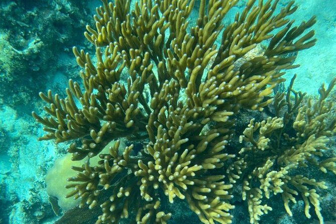snorkeling-at-hol-chan-marine-reserve-shark-ray-alley-3-0-hrs