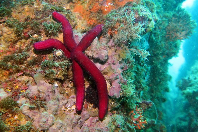 snorkeling-tour-around-the-isola-bella-nature-reserve-2