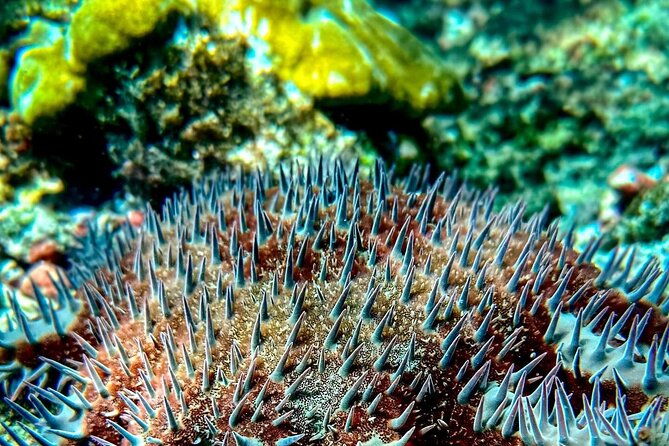 snorkeling-tour-at-cano-island