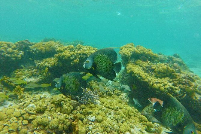 snorkeling-tour-with-light-refreshments