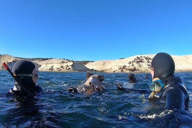 snorkeling-with-sea-lions-by-madryn-buceo
