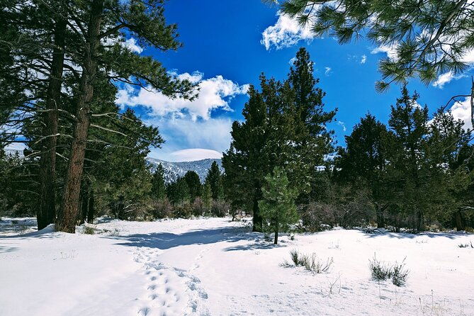 snowshoe-tour-big-bear-lake-with-hot-chocolate