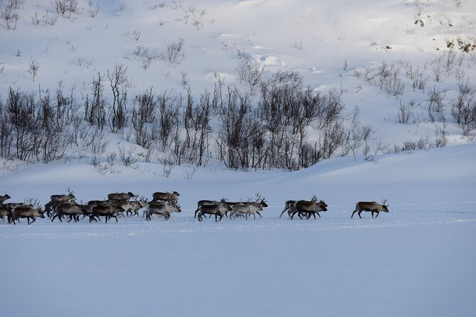 sommaroy-arctic-day-trip
