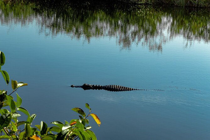 south-beach-everglades-airboat-wildlife-show-with-transfer-2
