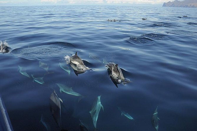 spirit-of-the-sea-cetacean-sighting-in-gran-canaria