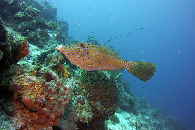 ssi-open-water-scuba-diving-course