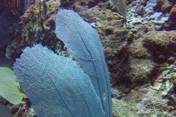 st-maarten-discover-scuba